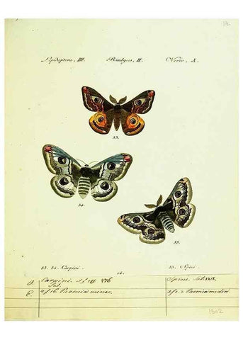 Reproducción/Reproduction 9101567910: Hübner's papilio. S.l. :s.n.,1796-1841