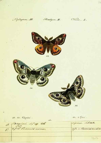 Reproducción/Reproduction 9101567910: Hübner's papilio. S.l. :s.n.,1796-1841