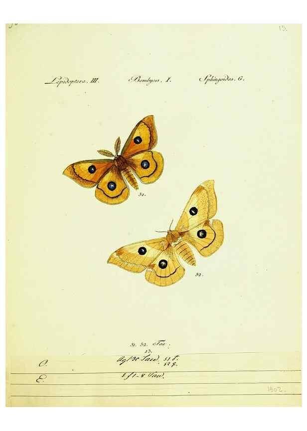 Reproducción/Reproduction 9101566422: Hübner's papilio. S.l. :s.n.,1796-1841