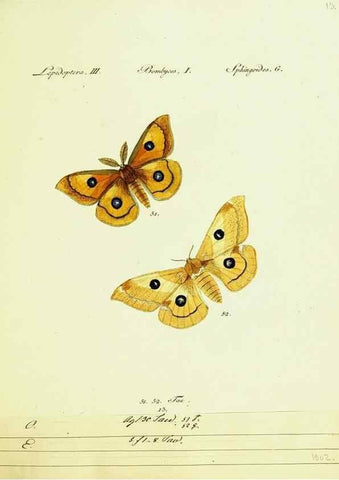 Reproducción/Reproduction 9101566422: Hübner's papilio. S.l. :s.n.,1796-1841