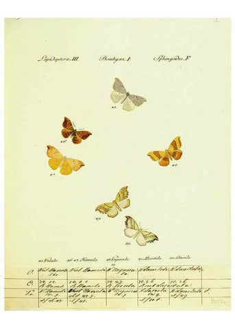 Reproducción/Reproduction 9101564826: Hübner's papilio. S.l. :s.n.,1796-1841