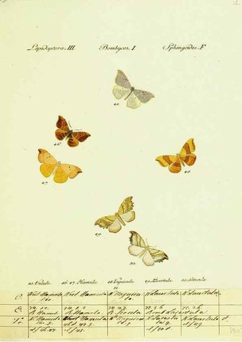 Reproducción/Reproduction 9101564826: Hübner's papilio. S.l. :s.n.,1796-1841
