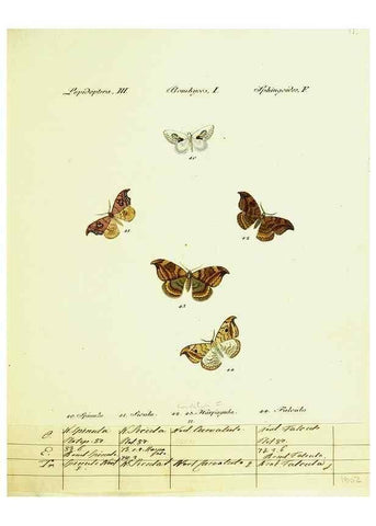 Reproducción/Reproduction 9101562786: Hübner's papilio. S.l. :s.n.,1796-1841