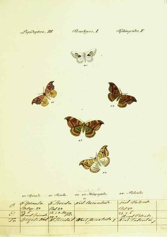 Reproducción/Reproduction 9101562786: Hübner's papilio. S.l. :s.n.,1796-1841