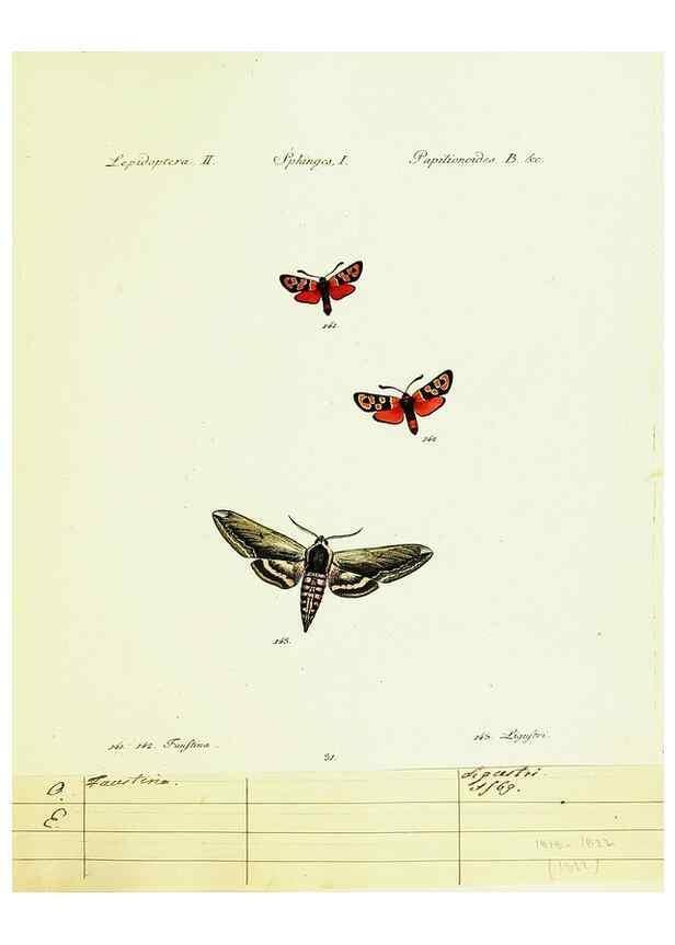 Reproducción/Reproduction 9101542318: Hübner's papilio. S.l. :s.n.,1796-1841