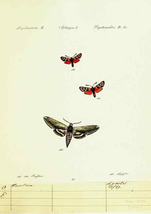Reproducción/Reproduction 9101542318: Hübner's papilio. S.l. :s.n.,1796-1841