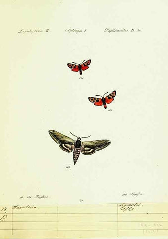 Reproducción/Reproduction 9101542318: Hübner's papilio. S.l. :s.n.,1796-1841