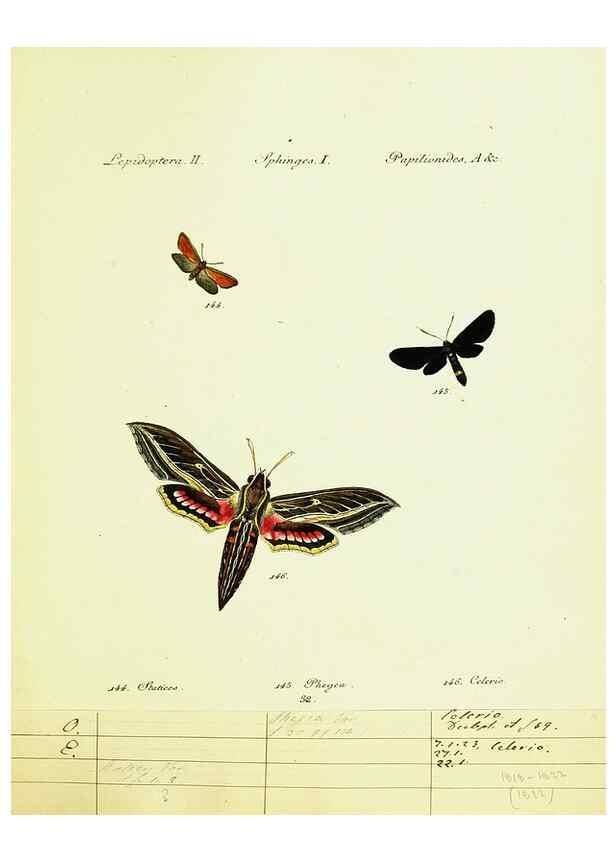 Reproducción/Reproduction 9099311895: Hübner's papilio. S.l. :s.n.,1796-1841