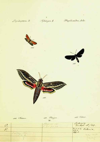 Reproducción/Reproduction 9099311895: Hübner's papilio. S.l. :s.n.,1796-1841