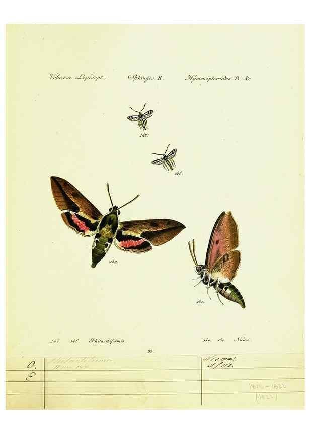 Reproducción/Reproduction 9099313201: Hübner's papilio. S.l. :s.n.,1796-1841