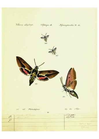 Reproducción/Reproduction 9099313201: Hübner's papilio. S.l. :s.n.,1796-1841