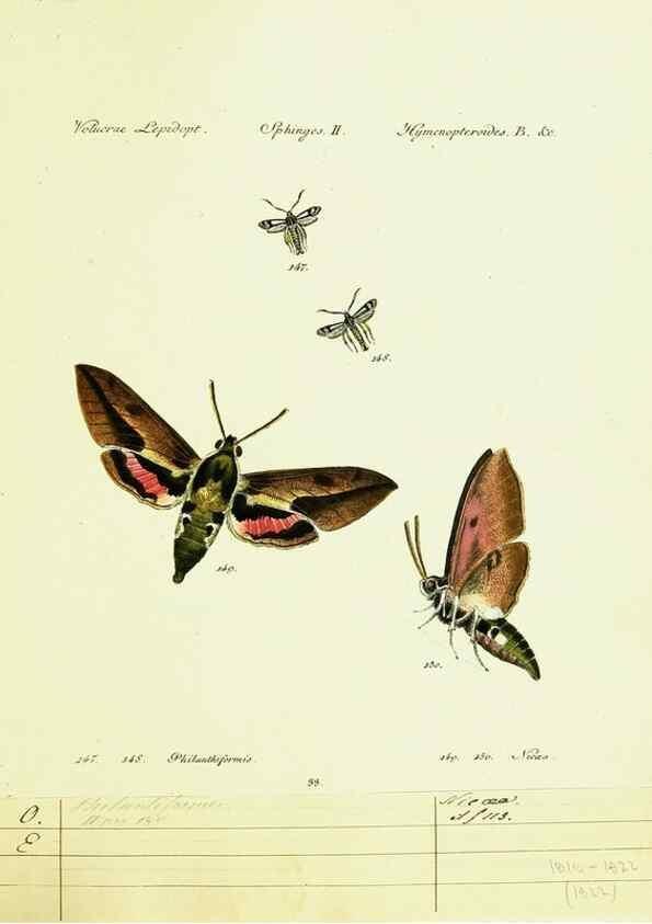 Reproducción/Reproduction 9099313201: Hübner's papilio. S.l. :s.n.,1796-1841