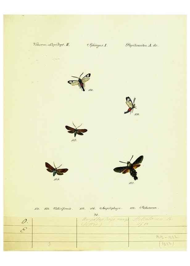 Reproducción/Reproduction 9101545994: Hübner's papilio. S.l. :s.n.,1796-1841