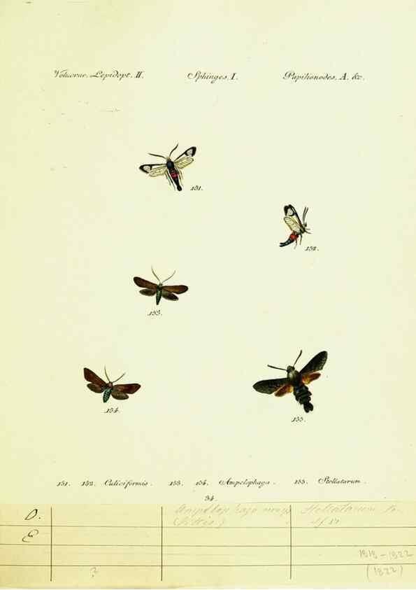 Reproducción/Reproduction 9101545994: Hübner's papilio. S.l. :s.n.,1796-1841