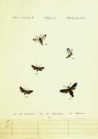 Reproducción/Reproduction 9101545994: Hübner's papilio. S.l. :s.n.,1796-1841