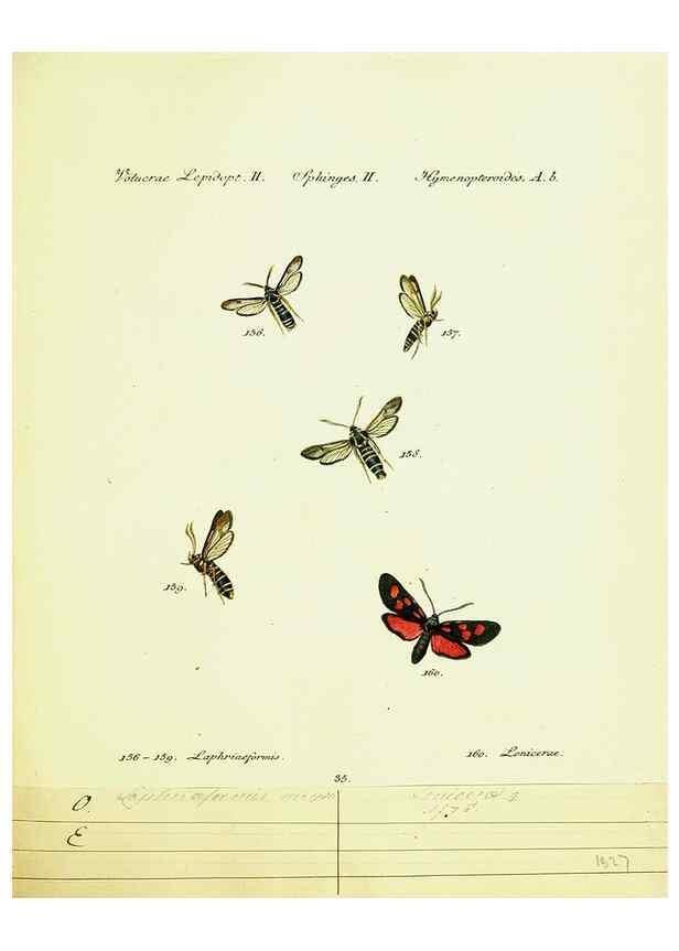 Reproducción/Reproduction 9101547218: Hübner's papilio. S.l. :s.n.,1796-1841