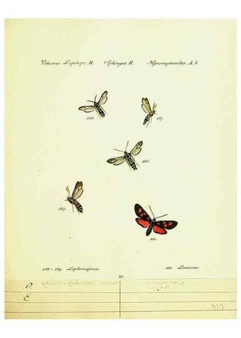 Reproducción/Reproduction 9101547218: Hübner's papilio. S.l. :s.n.,1796-1841