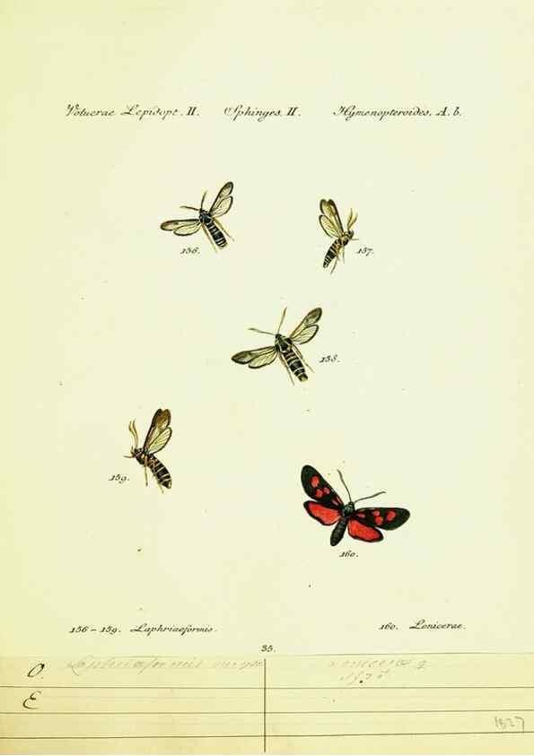Reproducción/Reproduction 9101547218: Hübner's papilio. S.l. :s.n.,1796-1841