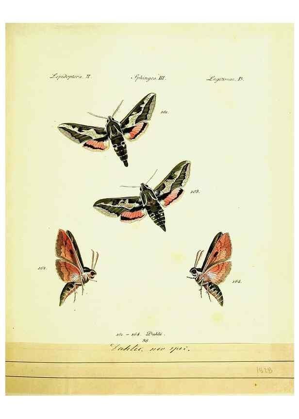 Reproducción/Reproduction 9099317367: Hübner's papilio. S.l. :s.n.,1796-1841