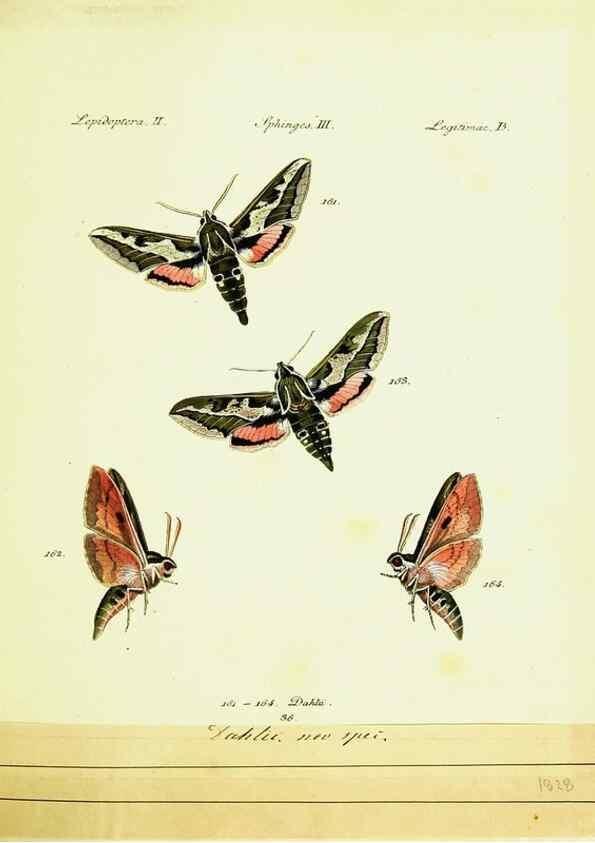 Reproducción/Reproduction 9099317367: Hübner's papilio. S.l. :s.n.,1796-1841