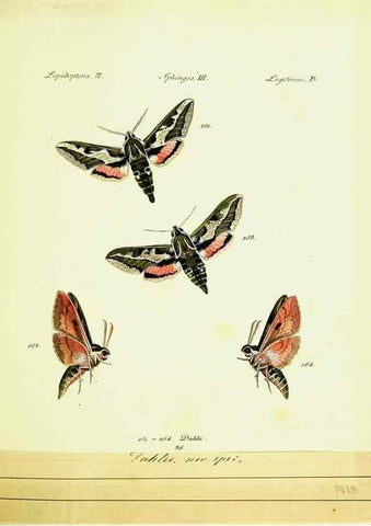 Reproducción/Reproduction 9099317367: Hübner's papilio. S.l. :s.n.,1796-1841