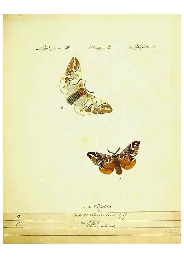 Reproducción/Reproduction 9101550078: Hübner's papilio. S.l. :s.n.,1796-1841