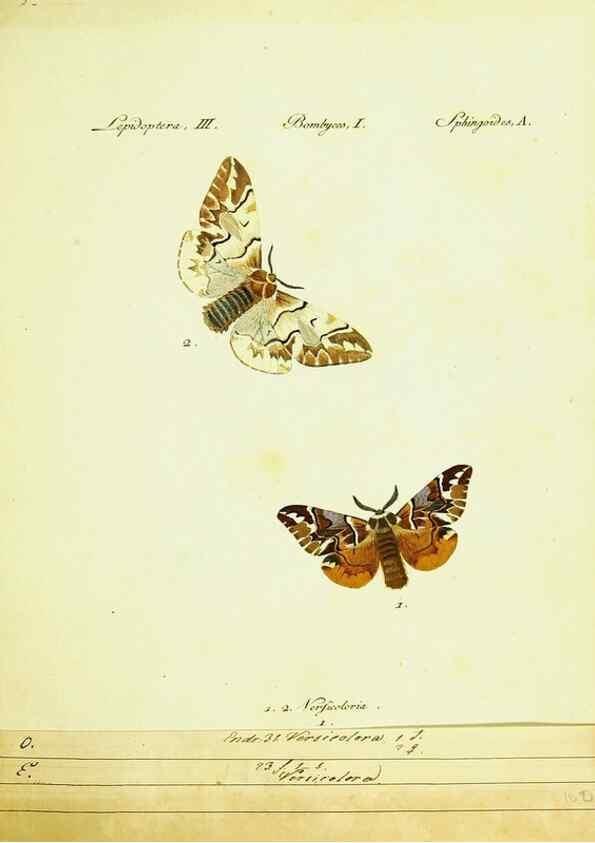 Reproducción/Reproduction 9101550078: Hübner's papilio. S.l. :s.n.,1796-1841