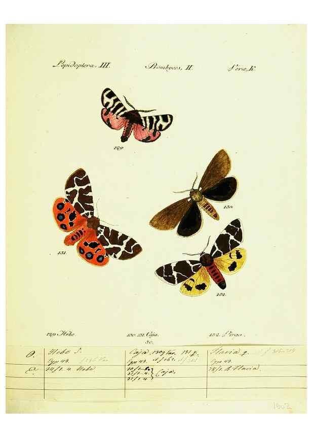 Reproducción/Reproduction 9101588998: Hübner's papilio. S.l. :s.n.,1796-1841