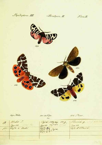 Reproducción/Reproduction 9101588998: Hübner's papilio. S.l. :s.n.,1796-1841