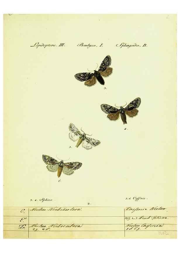 Reproducción/Reproduction 9101551374: Hübner's papilio. S.l. :s.n.,1796-1841