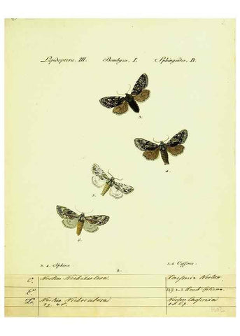 Reproducción/Reproduction 9101551374: Hübner's papilio. S.l. :s.n.,1796-1841