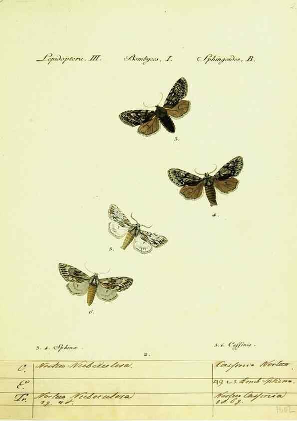 Reproducción/Reproduction 9101551374: Hübner's papilio. S.l. :s.n.,1796-1841