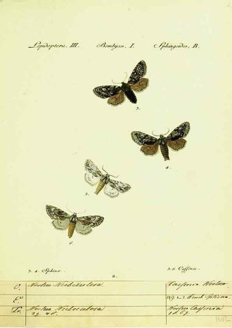 Reproducción/Reproduction 9101551374: Hübner's papilio. S.l. :s.n.,1796-1841
