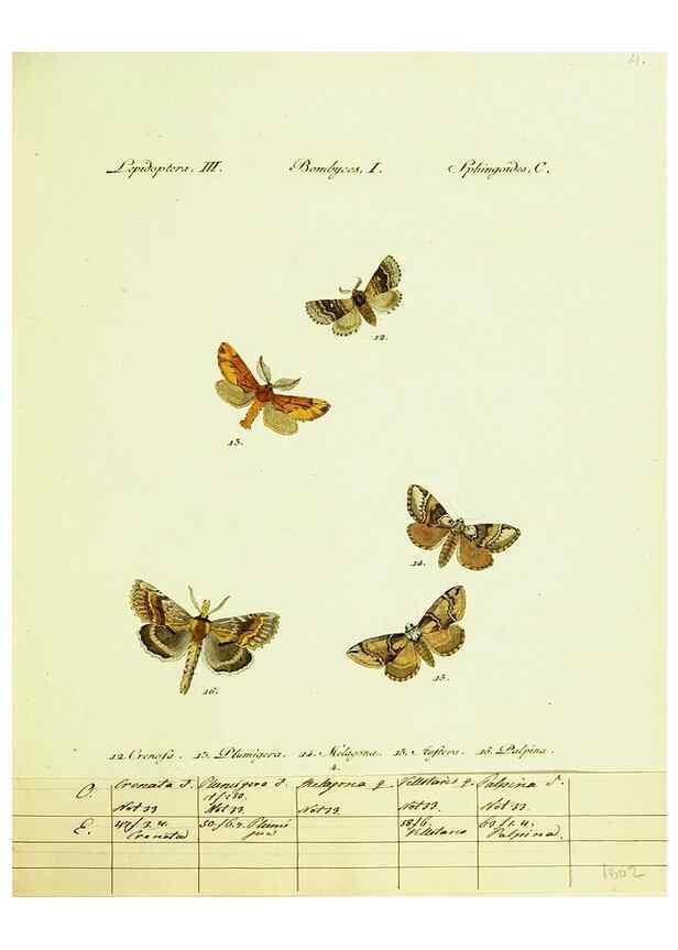 Reproducción/Reproduction 9099322811: Hübner's papilio. S.l. :s.n.,1796-1841