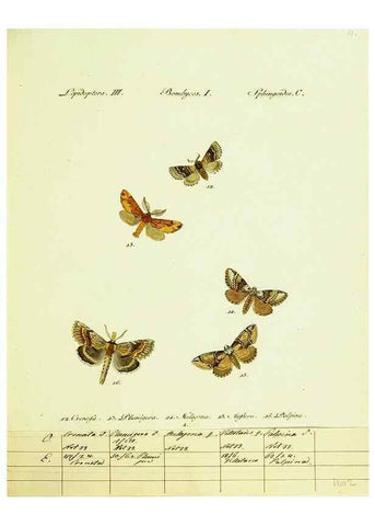 Reproducción/Reproduction 9099322811: Hübner's papilio. S.l. :s.n.,1796-1841