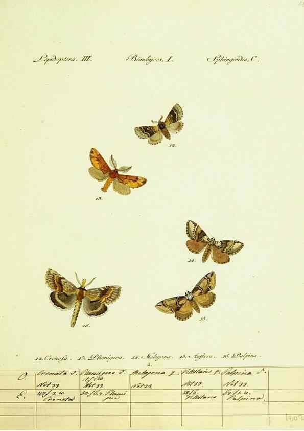 Reproducción/Reproduction 9099322811: Hübner's papilio. S.l. :s.n.,1796-1841