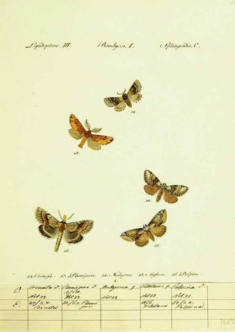 Reproducción/Reproduction 9099322811: Hübner's papilio. S.l. :s.n.,1796-1841