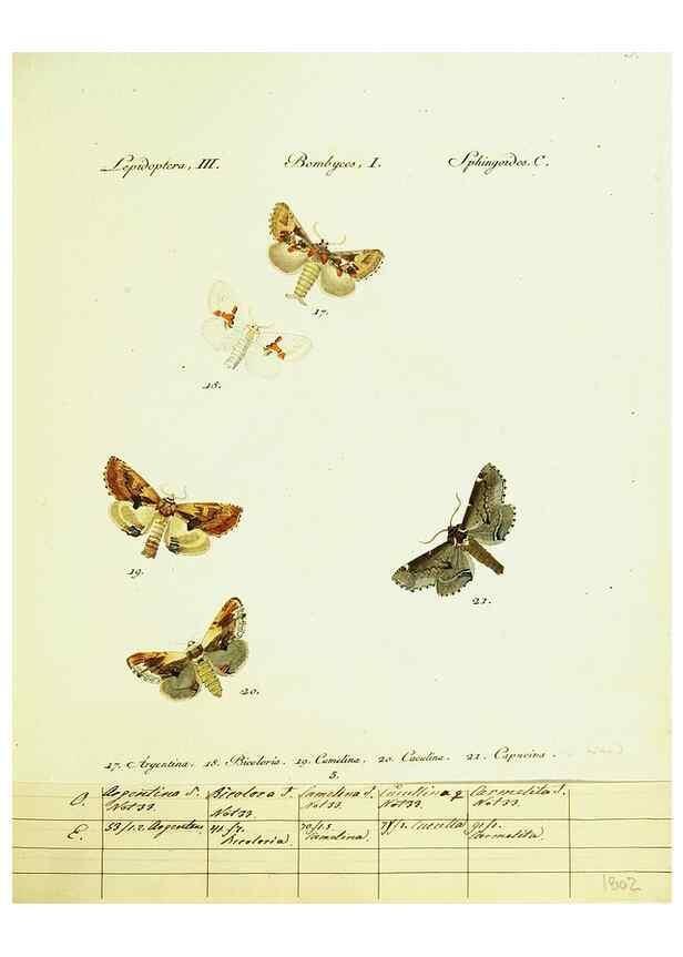 Reproducción/Reproduction 9101555408: Hübner's papilio. S.l. :s.n.,1796-1841