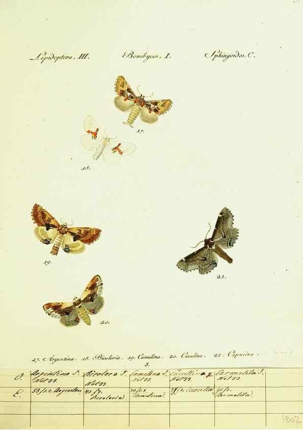 Reproducción/Reproduction 9101555408: Hübner's papilio. S.l. :s.n.,1796-1841