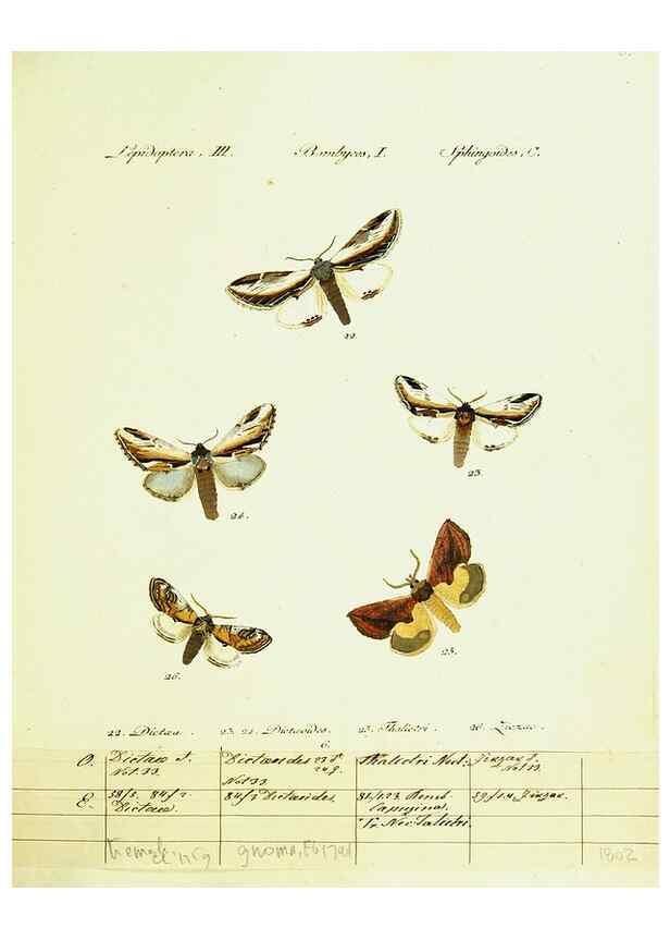 Reproducción/Reproduction 9099325735: Hübner's papilio. S.l. :s.n.,1796-1841