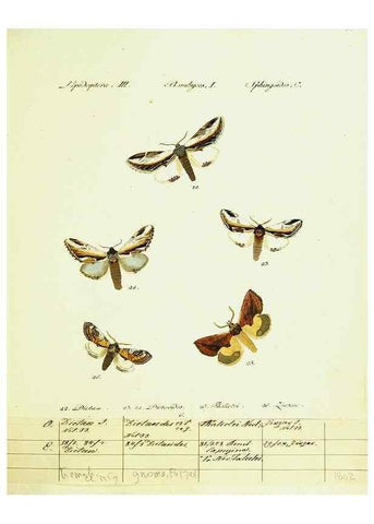 Reproducción/Reproduction 9099325735: Hübner's papilio. S.l. :s.n.,1796-1841