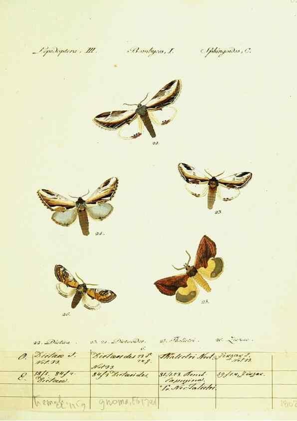 Reproducción/Reproduction 9099325735: Hübner's papilio. S.l. :s.n.,1796-1841