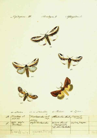 Reproducción/Reproduction 9099325735: Hübner's papilio. S.l. :s.n.,1796-1841