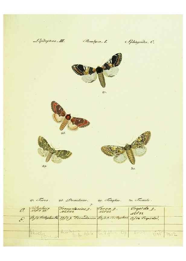 Reproducción/Reproduction 9099326925: Hübner's papilio. S.l. :s.n.,1796-1841