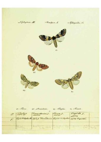 Reproducción/Reproduction 9099326925: Hübner's papilio. S.l. :s.n.,1796-1841