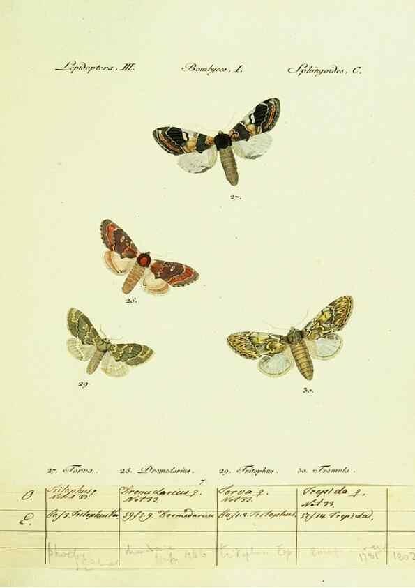Reproducción/Reproduction 9099326925: Hübner's papilio. S.l. :s.n.,1796-1841