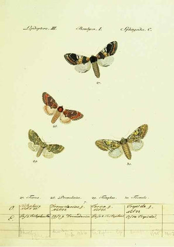 Reproducción/Reproduction 9099326925: Hübner's papilio. S.l. :s.n.,1796-1841