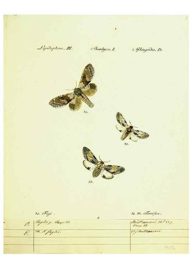 Reproducción/Reproduction 9101559068: Hübner's papilio. S.l. :s.n.,1796-1841