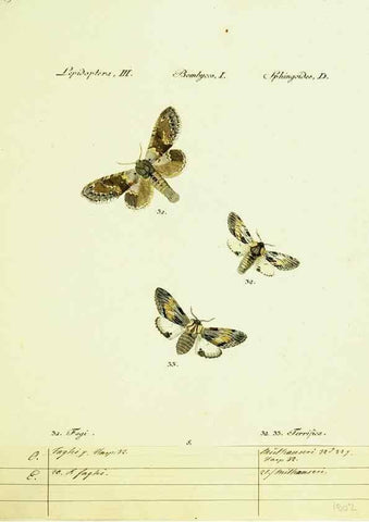 Reproducción/Reproduction 9101559068: Hübner's papilio. S.l. :s.n.,1796-1841