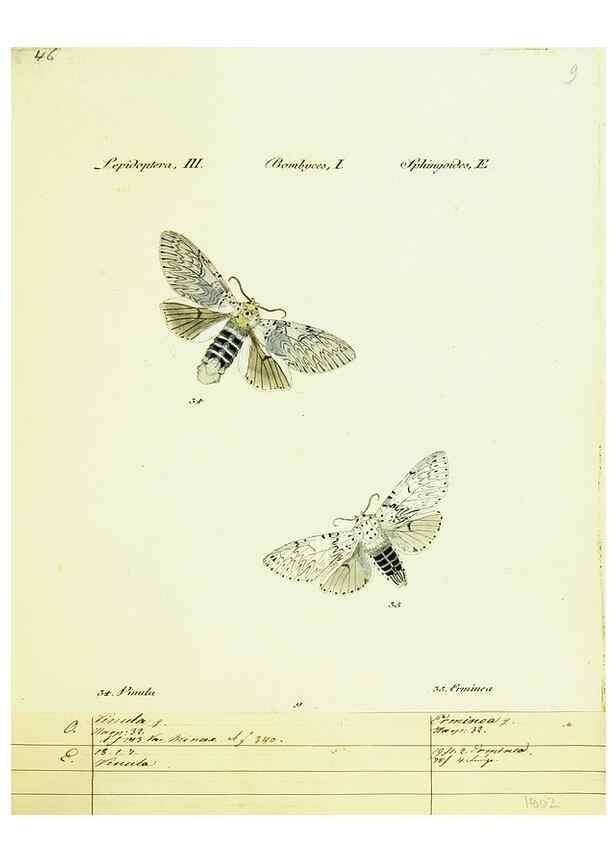 Reproducción/Reproduction 9099329425: Hübner's papilio. S.l. :s.n.,1796-1841